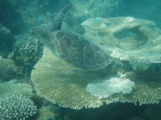 Tortue verte