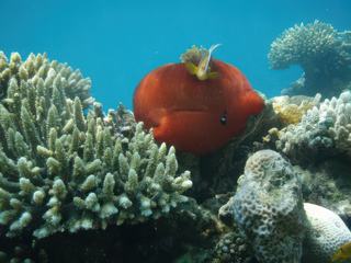 Poisson clown