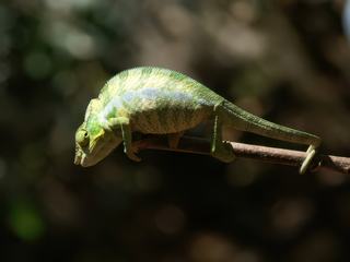 Caméléon