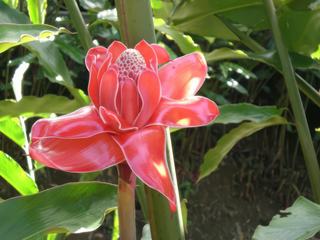 St Marie – Martinique