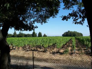 Vignes à Domazan
