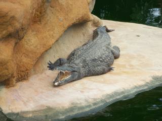 Le crocodile sommeille mais est près a bondir.
