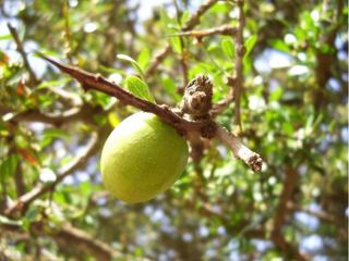 Une noix d'argan sur l'arbre.