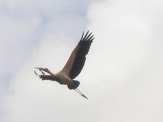 cigogne