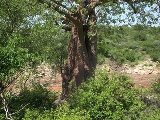 Les jeunes hadzabe s'attaquent à un premier nid d'abeilles en haut d'un immense baobab