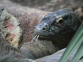 Dragon du Komodo