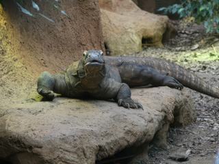 Dragon du Komodo