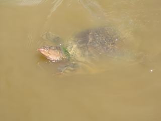 Tortue