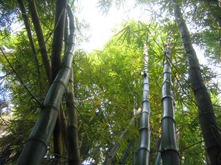 Bambous impressionnants