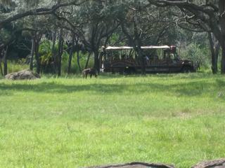 Kilimanjaro safari