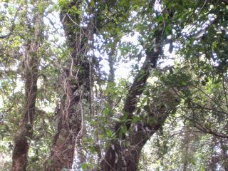 La jungle