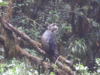 La première partie du kili, la jungle avec ces animaux – Tanzanie