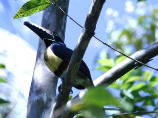 Toucan