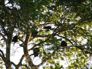 Singes capucins