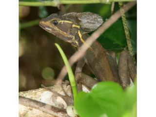 Iguane