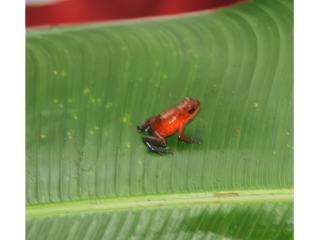 Petite grenuille emblème du Costa Rica