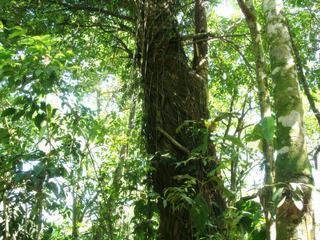 Tortuguero – Costa Rica