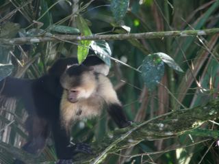 Tortuguero – Costa Rica