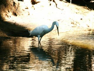 Aigrette