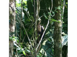Singe capucin