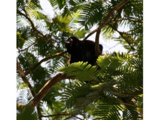 Singe hurleur... le nono