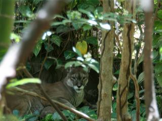 Puma à Las Canas