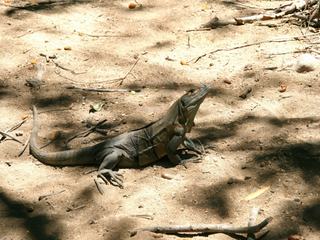 Iguane