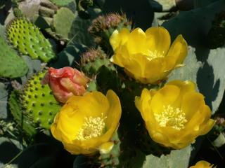 Fleurs de cactus