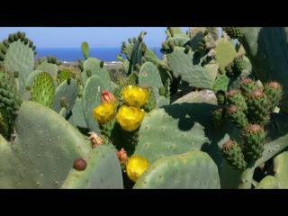 Fleurs de cactus