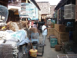 Un marché aux oiseaux à Jogjakarta