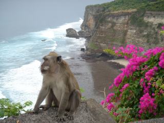 Macaques vivant dans le temple d'Uluwatu au sud de bali
