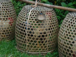 Coqs destinés aux combats