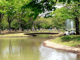 Le parc Yoyogi, une des promenade du dimanche, cerisiers en fleurs, ou non !