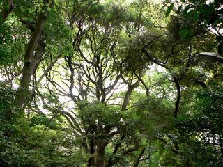 Les allées reposantes du sanctuaire : les arbres sont immenses et magnifiques.