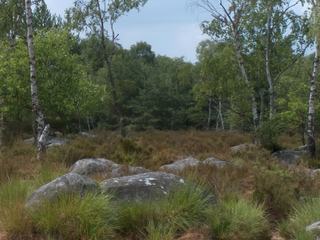 La flore des "Gorges d'Apremont"