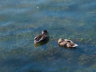 Les petits canards barbotant sur la Seine